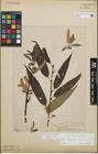 Foto von Salix fragilis L.